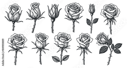 A collection of hand-drawn roses in black and white vector style, ideal for floral designs and romantic themes