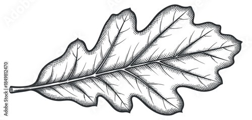 An outline illustration of an oak leaf in detailed vector style, ideal for nature-inspired designs and eco-friendly projects