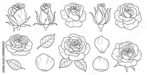 A collection of hand-drawn rose illustrations in linear outline vector style, perfect for floral design projects