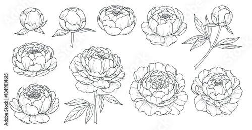 A collection of peony flowers in outline vector style, perfect for floral design and decoration projects