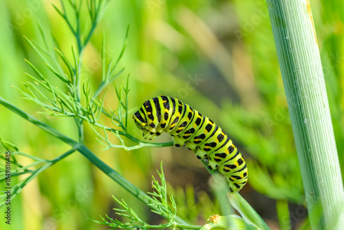 Papilio machaon butterfly caterpillar on dill