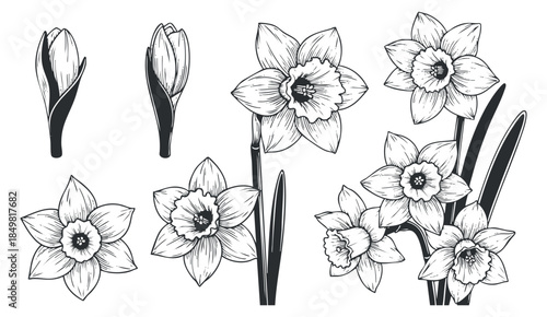 A collection of daffodil flowers and buds in black and white line art vector style, suitable for floral design projects