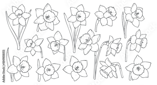 A collection of daffodil flowers in outline line art style, perfect for botanical illustrations and floral designs