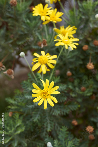 Euryops pectinatus plant close up