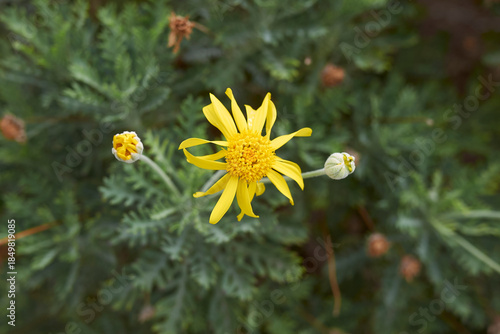 Euryops pectinatus plant close up