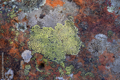 Crustose lichen on a rock