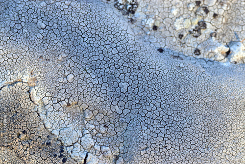 Crustose lichen on a rock