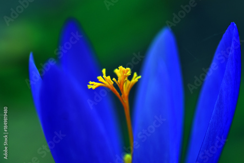 Bluish or violet flower of ...