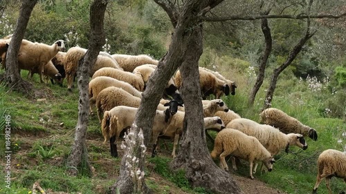 A flock of sheep grazes on rocky ground, showcasing their natural habitat, surrounded by lush vegetation and open space under a bright blue sky, embodying pastoral serenity, fa01