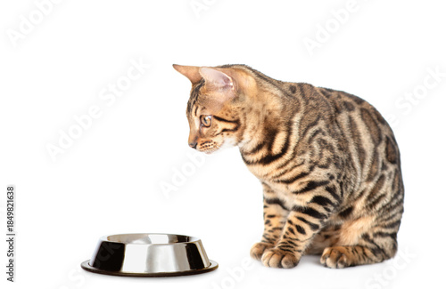 Bengal cat sitting in profile with empty bowl. isolated on white background