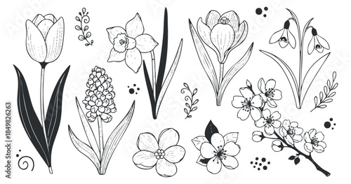 A collection of hand-drawn flowers including tulips, daffodils, and snowdrops in black and white outline style, ideal for spring-themed designs and decorations