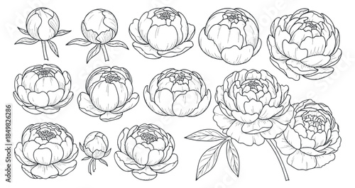 A collection of peony flowers in detailed outline vector style, suitable for floral design projects and illustrations