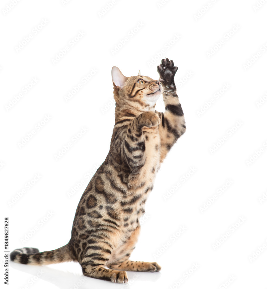 Fototapeta premium Playful bengal cat standing on hind legs in side view and looking up on empty space. Isolated on white background