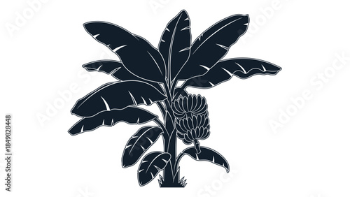 Black Silhouette of Banana Tree Illustration.