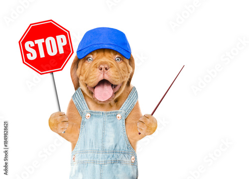 Happy Mastiff puppy wearing blue cap and overalls showing stop sign and pointing away on empty space. Isolated on white background