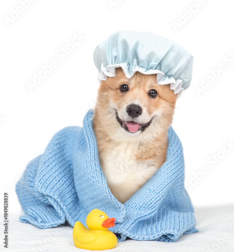 Cute Pembroke Welsh Corgi puppy wearing shower cap wrapped in blue towel after bathing sitting with rubber duck