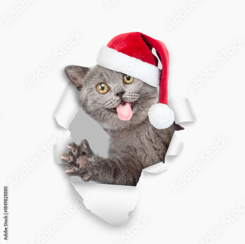 Surprised happy cat with tongue out wearing red santa hat looking through the hole in white paper