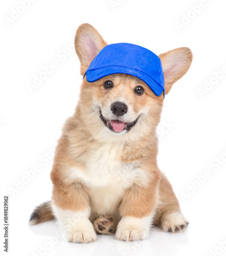 Happy Pembroke Welsh Corgi puppy wearing blue cap looking at camera. isolated on white background