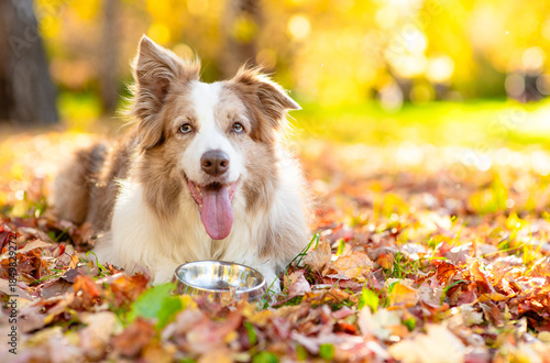 Hungry Border Collie puppy lying with empty bowl on fallen leaf at autumn park and waiting for feeding. Empty space for text