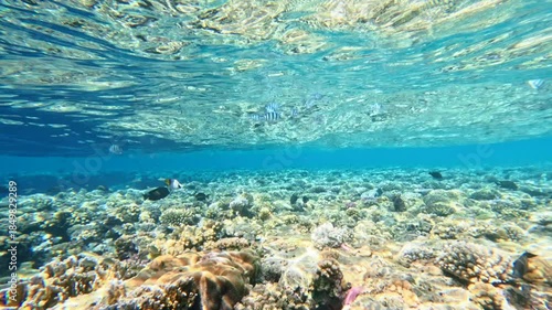 Shallow coral reef under clear water surface with sunlight patterns and tropical marine ecosystem