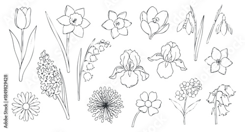 A collection of various flower outlines including tulips, daffodils, irises, and more in minimalist vector style, perfect for botanical designs and crafts