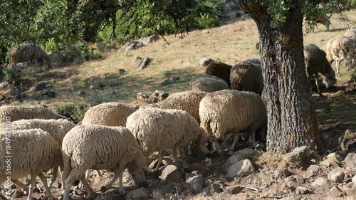 A flock of sheep grazes on rocky ground, showcasing their natural habitat, surrounded by lush vegetation and open space under a bright blue sky, embodying pastoral serenity, fa01
