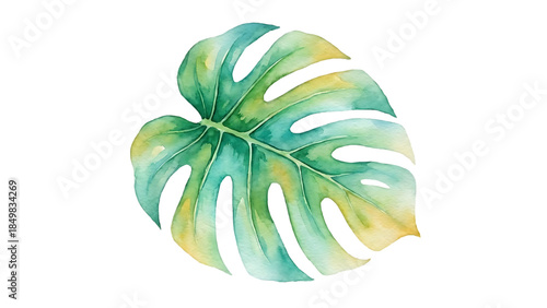 Large green and yellow monstera leaf with holes isolated on a transparent background green leaf yellow leaf