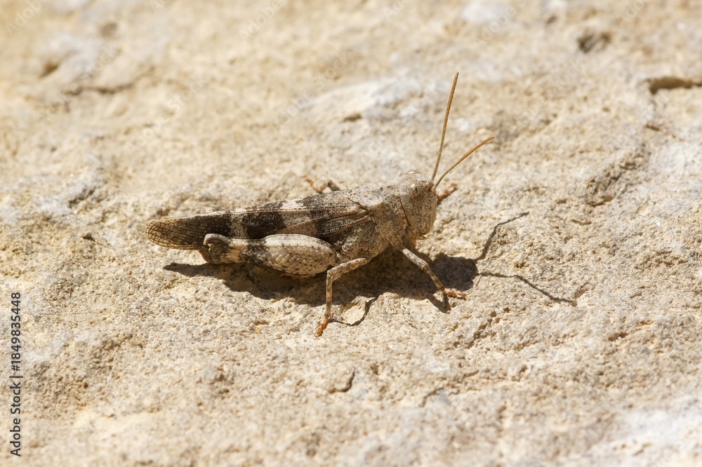 Obraz premium Closeup on a European grasshopper , Oedipoda sitting on a stone in the Gard, France
