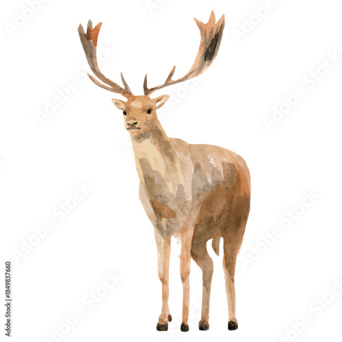 watercolor deer