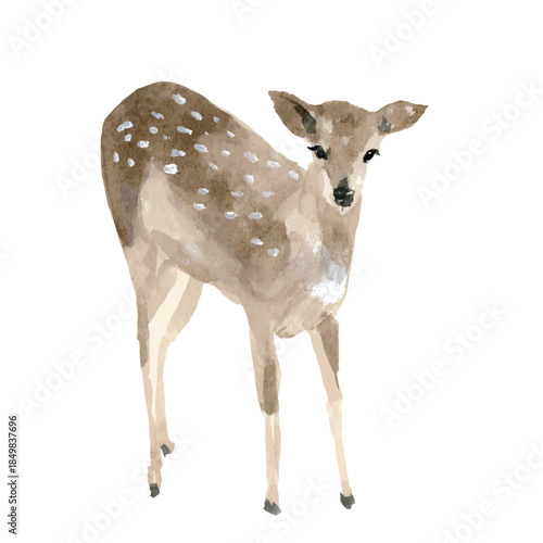 watercolor deer