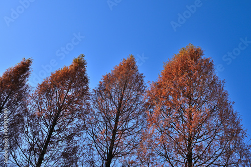 ノリタケの森のクリスマスと紅葉