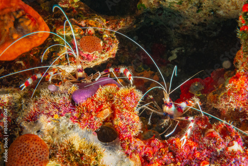 Coral Banded Shrimp or Banded Cleaner Shrimp (Stenopus Hispidus), Maldives, Indian Ocean
