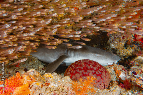 Nurse Shark (Ginglymostoma Cirratum), Maldives, Indian Ocean
