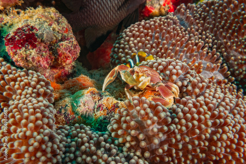 Anemone Porcelain Crab (Neopetrolisthes Maculatus), Maldives, Indian Ocean