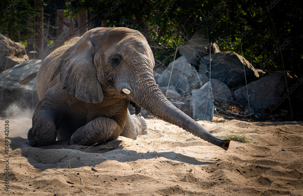 Fototapeta premium African elephant (Loxodonta africana) kneeling in the sand with trunk extended in a sunny outdoor habitat.