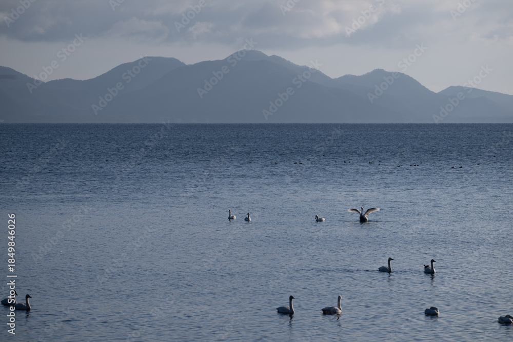 Naklejka premium Swans on Lake Inawashiro with Misty Mountains in Winter, Fukushima Japan / Winter lakeside scenery / 冬の猪苗代湖に佇む白鳥と霞む山並み