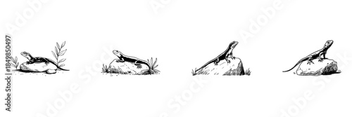 Lizard On Rock Doodle Sketch Set. Reptile Sunbathing And Natural Habitat Illustration In Hand Drawn Style Collection. Wildlife And Nature Observation. Isolated Vector Illustration