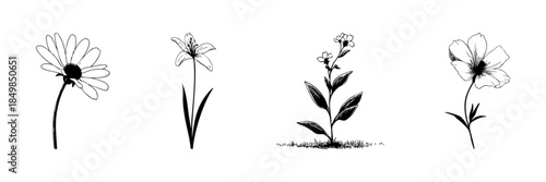 Four Flower Illustrations Doodle Sketch Set. Botanical Diversity And Floral Artistry In Hand Drawn Style Collection. Nature And Garden Design Elements. Isolated Vector Illustration