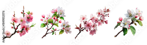 Watercolor sakura flowers with delicate pink petals and branches of a blooming apple tree. Branches with spring blooming trees. Perfect for romantic designs and floral projects with a sakura theme.