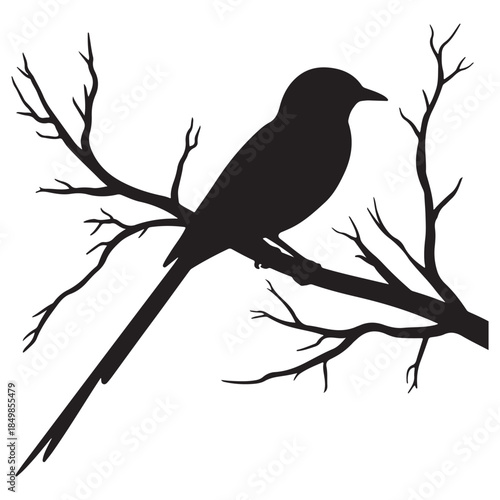 Bird Silhouette on Bare Tree Branch