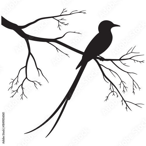 Bird on Bare Branch Silhouette Nature Scene