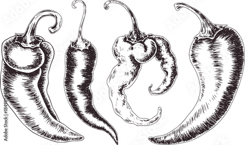 Black and white ink of four dried chili peppers