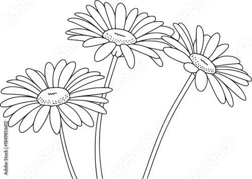 Black and white line of three daisies with stems flowers