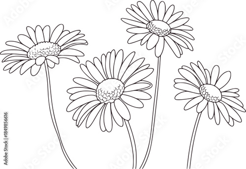 Black and white line of three daisies with stems flowers 1