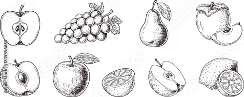 Black and white line of various sliced fruits including apples pears grapes oranges