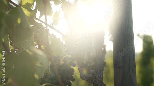 Green leaves radiantly catch the mesmerizing sunlight in a serene vineyard environment, showcasing the harmony between nature and agricultural practices, fa01