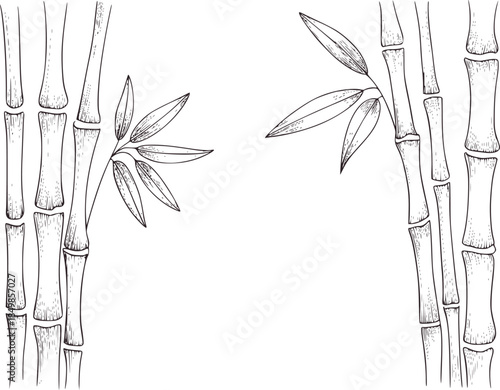 Hand drawn black and white bamboo leaves and stalks botanical
