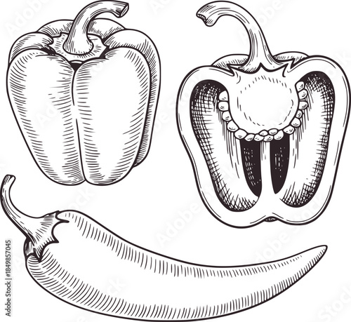 Hand drawn black and white bell peppers whole halved and sliced with seeds