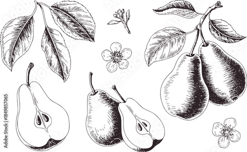 Hand drawn black and white botanical pears leaves and flowers