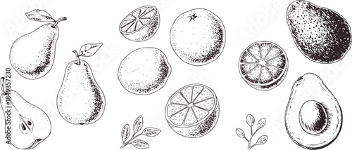 Monochrome detailed of pears oranges lemons and avocados with leaves